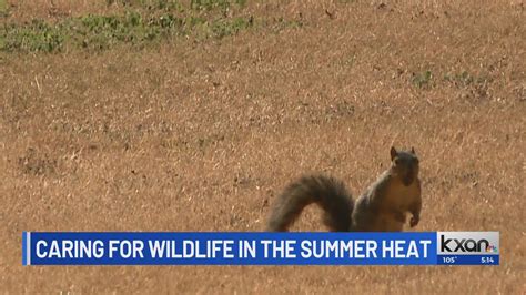 How to safely help wildlife during Texas summer heat